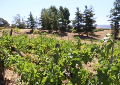 Foot Path winery vines